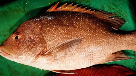 Pargo Fish: A Deep Dive into the Most Iconic Varieties.